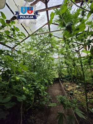Marihuana rosła obok pomidorów i ogórków. Pięć osób zatrzymanych w Dobrym Mieście, wśród nich żołnierz