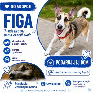 "Zwierzęca Kraina" w gm. Świętajno wybudowała nową kociarnię. Potrzebne jest wsparcie