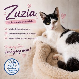 "Zwierzęca Kraina" w gm. Świętajno wybudowała nową kociarnię. Potrzebne jest wsparcie
