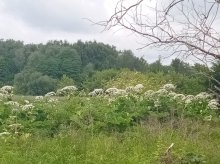 Olsztynianie powinni uważać. W mieście pojawiła się niebezpieczna roślina