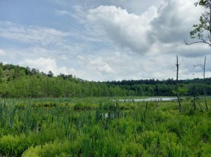 Warmia i Mazury z 16 nowymi rezerwatami. Chronią torfowiska, lasy i jeziora