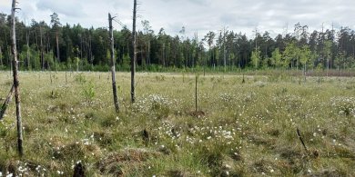 Artykuł: Kolejne torfowiska, lasy i jeziora pod ochroną. Warmia i Mazury zyskały 16 nowych rezerwatów