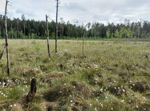 Warmia i Mazury zyskały 16 nowych rezerwatów. Przyrodzie oddano blisko 2700 hektarów. Na zdjęciu rezerwat Sołdany w gminie Giżycko