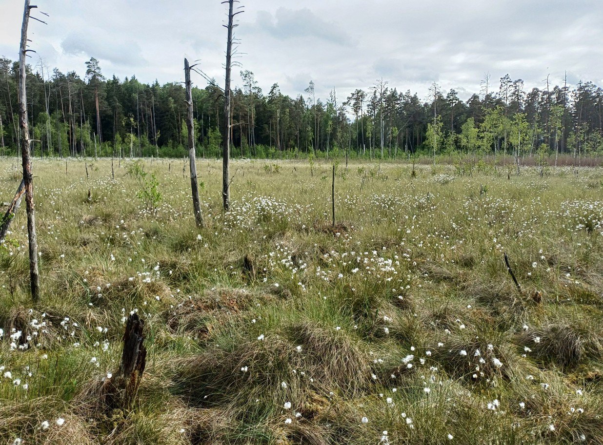 Kolejne torfowiska, lasy i jeziora pod ochroną. Warmia i Mazury zyskały 16 nowych rezerwatów