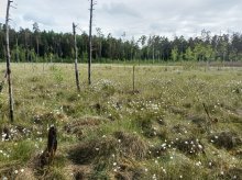 Kolejne torfowiska, lasy i jeziora pod ochroną. Warmia i Mazury zyskały 16 nowych rezerwatów