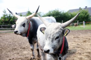 Gmina Barczewo. W Nikielkowie zobaczysz m.in. kangurzycę albinoskę [ZDJĘCIA]