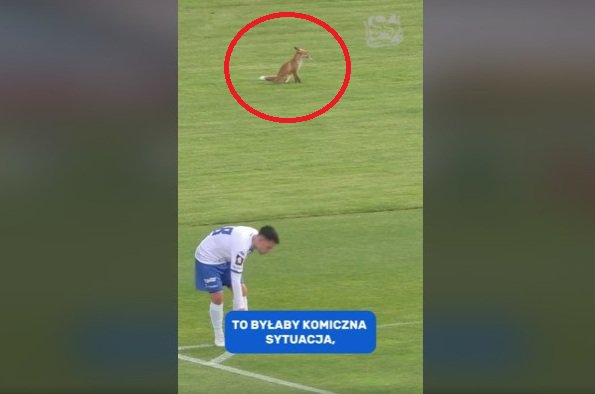 Miał świetny widok na mecz Stomilu. „Szczwanego kibica” uchwyciła kamera [WIDEO]