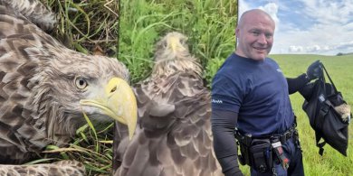 Artykuł: Ranny bielik nie mógł wzbić się w powietrze. Mundurowi z Orzysza ruszyli z pomocą [WIDEO]