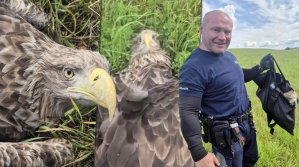Nietypowa interwencja policjantów z Orzysza. Pomogli rannemu bielikowi