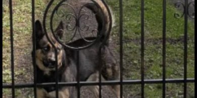 Artykuł: Gmina Dywity. Pies pogryzł leśniczego