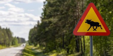 Artykuł: Niebezpieczny weekend na drogach powiatu olsztyńskiego. Trzy osoby ranne i zderzenia z... łosiem