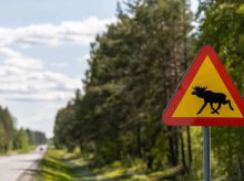 Niebezpieczny weekend na drogach powiatu olsztyńskiego. Trzy osoby ranne i zderzenia z... łosiem