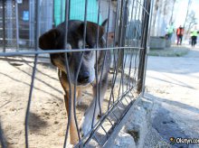 Ponad 160 zwierząt pod opieką schroniska w Olsztynie. Miasto przygotowuje się do zimy