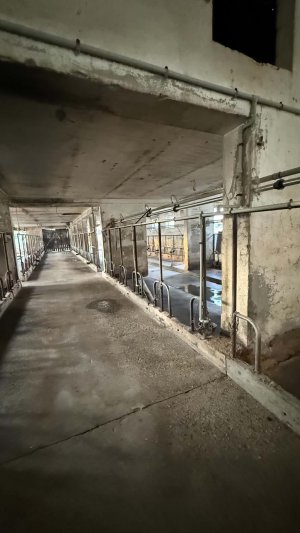 Tragedia w gospodarstwie pod Iławą. W trzy dni padło niemal całe stado krów. Ruszyła zbiórka