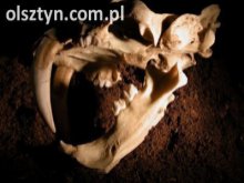 Prehistoria w Olsztynie