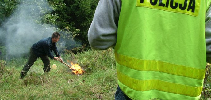 Szukają ''właściciela'' nielegalnej plantacji konopii