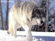 Coraz więcej wilków w lasach Warmii i Mazur