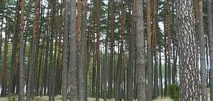 Zagrożenie pożarowe w olsztyńskich lasach