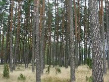 Zagrożenie pożarowe w olsztyńskich lasach