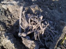 Badają znalezisko ludzkich szczątków