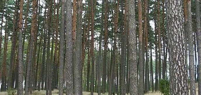 Artykuł: Zakaz wstępu do lasów?