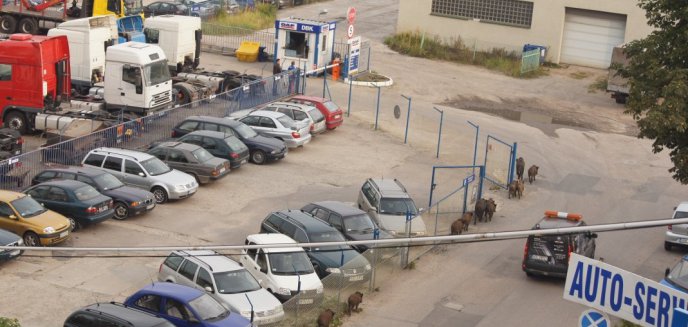 Stado dzików ''odwiedziło'' ulicę Lubelską