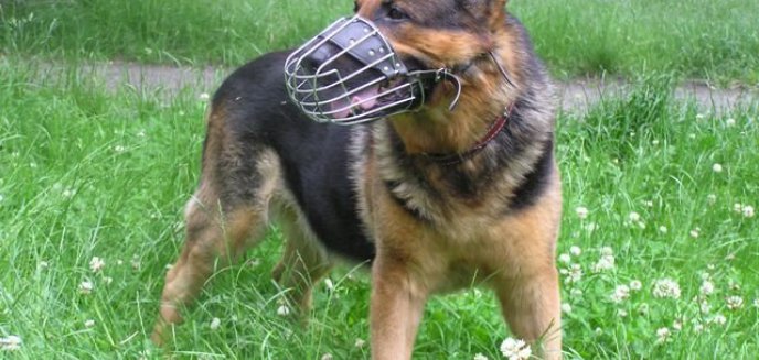 Uwaga! Wścieklizna w Olsztynie