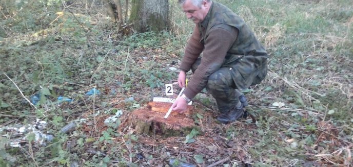 Złodziei drewna nie ubywa