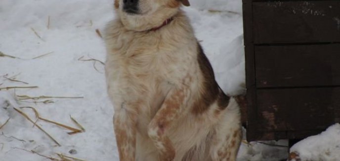 Zaadoptuj pieska na zimę!