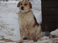 Zaadoptuj pieska na zimę!