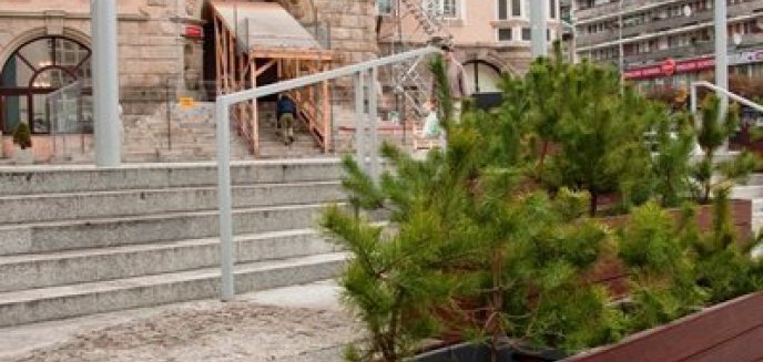 Zniknęły trawy sprzed ratusza. Pojawiły się sosny