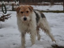 Pomóżmy zwierzakom z przechowalni w Węgajtach!