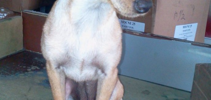 Zaginęła mala, ruda suczka rasy ratlerek, proszę o pomoc w jej odnalezieniu!