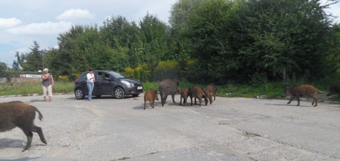 O problemie dzików w Olsztynie i nie tylko