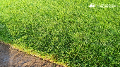 Fast Garden Trawa z rolki