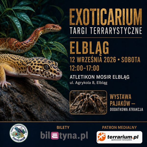 Elbląg - Targi Terrarystyczne Exoticarium + Wystawa Pająków - Elbląg